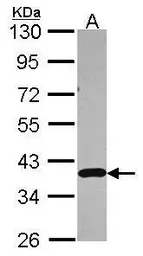 Anti-APE1 antibody [N1], N-term used in Western Blot (WB). GTX100050