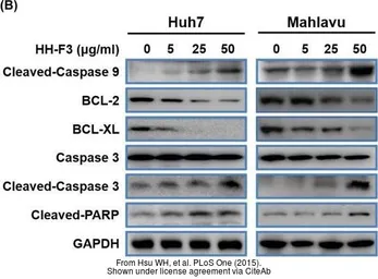 Anti-Bcl-2 antibody [N1N2], N-term used in Western Blot (WB). GTX100064