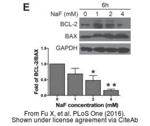 Anti-Bcl-2 antibody [N1N2], N-term used in Western Blot (WB). GTX100064