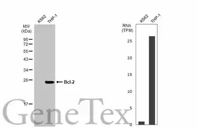 Anti-Bcl-2 antibody [N1N2], N-term used in Western Blot (WB). GTX100064