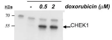 Anti-Chk1 (phospho Ser345) antibody [C1C2], Internal used in Western Blot (WB). GTX100065