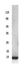 Human RPA14 protein, His tag. GTX100088-pro
