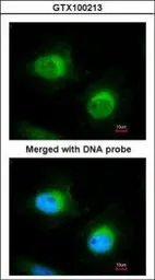 Anti-Cofilin 2 antibody used in Immunocytochemistry/ Immunofluorescence (ICC/IF). GTX100213