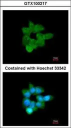 Anti-CLCA1 antibody [C1C2], Internal used in Immunocytochemistry/ Immunofluorescence (ICC/IF). GTX100217