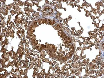 Anti-EML1 antibody [C3], C-term used in IHC (Paraffin sections) (IHC-P). GTX100252