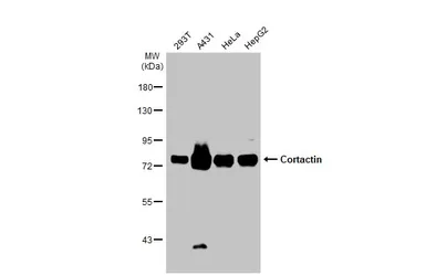 Anti-Cortactin antibody [N1], N-term used in Western Blot (WB). GTX100253