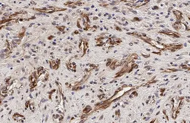 Anti-FOXO3A antibody [C3], C-term used in IHC (Paraffin sections) (IHC-P). GTX100277