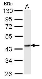 Anti-Flotillin 2 antibody [C3], C-term used in Western Blot (WB). GTX100279