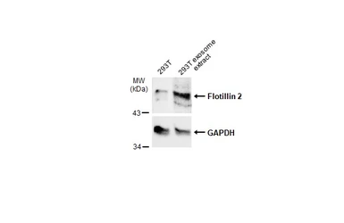 Anti-Flotillin 2 antibody [C3], C-term used in Western Blot (WB). GTX100279