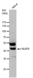 Anti-Flotillin 2 antibody [C3], C-term used in Western Blot (WB). GTX100279