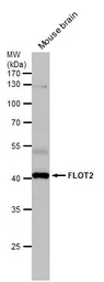 Anti-Flotillin 2 antibody [C3], C-term used in Western Blot (WB). GTX100279