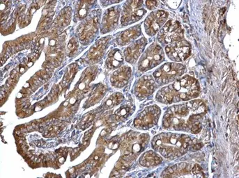 Anti-ERp57 antibody [C3], C-term used in IHC (Paraffin sections) (IHC-P). GTX100297