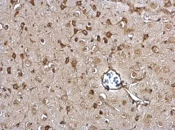 Anti-ERp57 antibody [C3], C-term used in IHC (Paraffin sections) (IHC-P). GTX100297