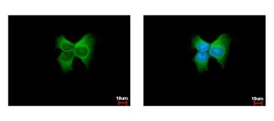 Anti-ERp57 antibody [C3], C-term used in Immunocytochemistry/ Immunofluorescence (ICC/IF). GTX100297
