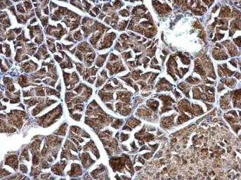 Anti-ERAB antibody used in IHC (Paraffin sections) (IHC-P). GTX100301