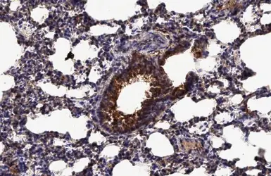 Anti-Endothelin B Receptor antibody used in IHC (Paraffin sections) (IHC-P). GTX100357