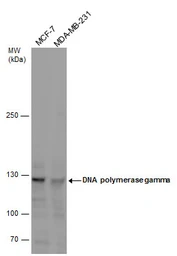Anti-DNA polymerase gamma antibody used in Western Blot (WB). GTX100398