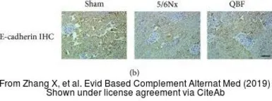 Anti-E-Cadherin antibody used in IHC (Paraffin sections) (IHC-P). GTX100443