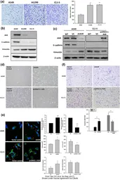Anti-E-Cadherin antibody used in Western Blot (WB). GTX100443