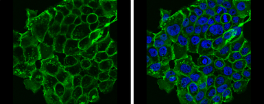 Anti-E-Cadherin antibody used in Immunocytochemistry/ Immunofluorescence (ICC/IF). GTX100443