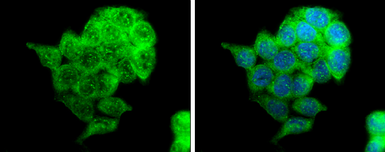 Anti-MUC1 antibody used in Immunocytochemistry/ Immunofluorescence (ICC/IF). GTX100459