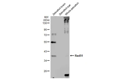 Anti-Rad51 antibody [N1C2] used in Western Blot (WB). GTX100469