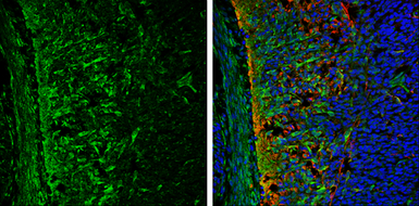 Anti-ABAT antibody used in IHC (Frozen sections) (IHC-Fr). GTX100479