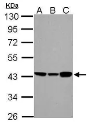 Anti-ACADM antibody used in Western Blot (WB). GTX100488