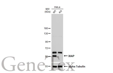 Anti-XIAP antibody [C1C3] used in Western Blot (WB). GTX100496