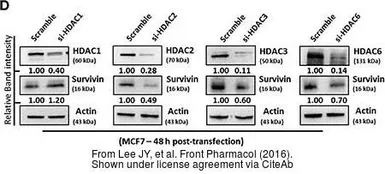 Anti-HDAC1 antibody used in Western Blot (WB). GTX100513