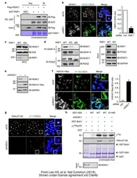 Anti-HDAC1 antibody used in Western Blot (WB). GTX100513