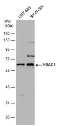 Anti-HDAC1 antibody used in Western Blot (WB). GTX100513