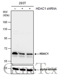 Anti-HDAC1 antibody used in Western Blot (WB). GTX100513