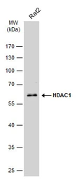 Anti-HDAC1 antibody used in Western Blot (WB). GTX100513