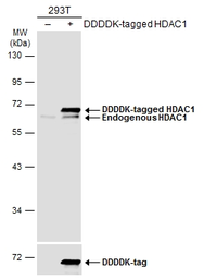 Anti-HDAC1 antibody used in Western Blot (WB). GTX100513