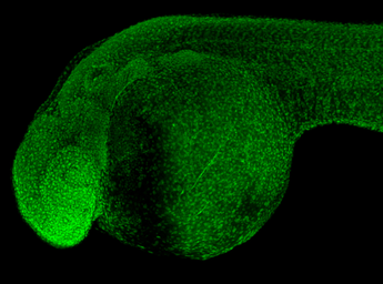 Anti-HDAC1 antibody used in IHC (Whole mount) (IHC-Wm). GTX100513