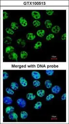 Anti-HDAC1 antibody used in Immunocytochemistry/ Immunofluorescence (ICC/IF). GTX100513