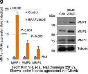 Anti-MMP1 antibody used in Western Blot (WB). GTX100534