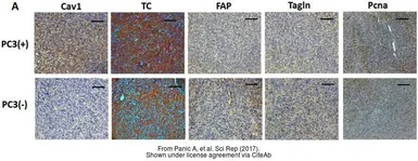 Anti-PCNA antibody used in IHC (Paraffin sections) (IHC-P). GTX100539