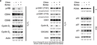Anti-PCNA antibody used in Western Blot (WB). GTX100539