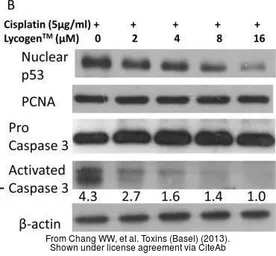 Anti-PCNA antibody used in Western Blot (WB). GTX100539