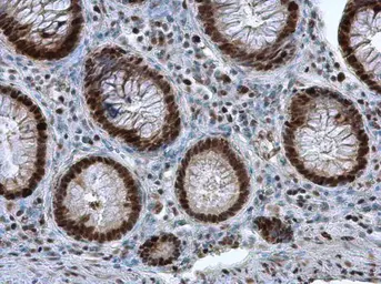 Anti-PCNA antibody used in IHC (Paraffin sections) (IHC-P). GTX100539