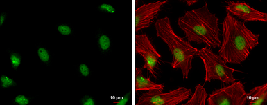 Anti-PCNA antibody used in Immunocytochemistry/ Immunofluorescence (ICC/IF). GTX100539