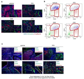 Anti-Periostin antibody used in IHC (Paraffin sections) (IHC-P). GTX100602