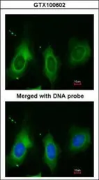 Anti-Periostin antibody used in Immunocytochemistry/ Immunofluorescence (ICC/IF). GTX100602