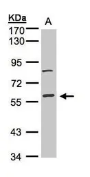 Anti-JIP1 antibody used in Western Blot (WB). GTX100604
