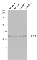 Anti-c-Yes antibody used in Western Blot (WB). GTX100616