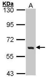 Anti-c-Yes antibody used in Western Blot (WB). GTX100616