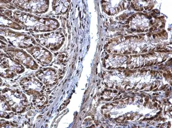 Anti-SOCS1 antibody used in IHC (Paraffin sections) (IHC-P). GTX100657