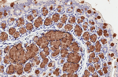 Anti-MUC2 antibody [C3], C-term used in IHC (Paraffin sections) (IHC-P). GTX100664